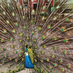 peacock