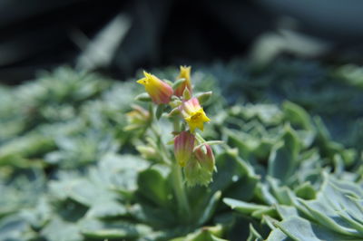 Close-up of yellow flowers growing on plant