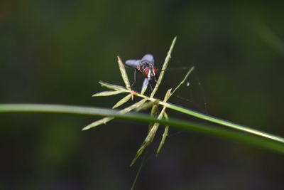 Close-up of insect on plant