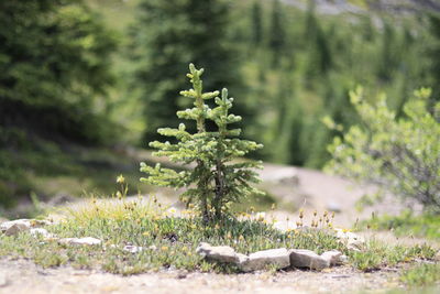 Close-up of plants growing on field