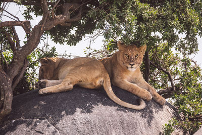 Two lion cubs sitting on a rock under a tree