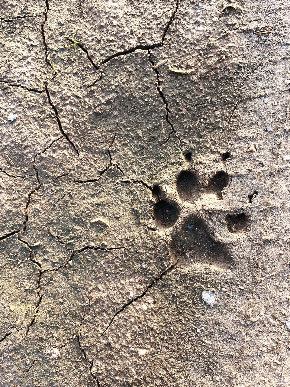 HIGH ANGLE VIEW OF FOOTPRINTS ON SAND