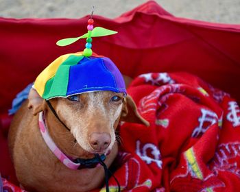 Close-up of dog wearing red hat