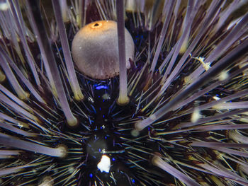 Close-up of fish swimming in sea