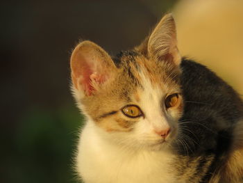 Close-up portrait of a cat looking away