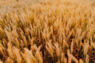 Close-up of wheat field