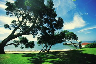 Trees at seaside