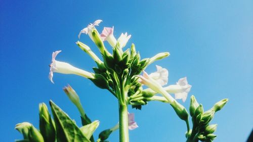 Close-up of plant against clear blue sky