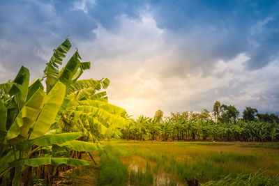 Scenic view of agricultural field against sky