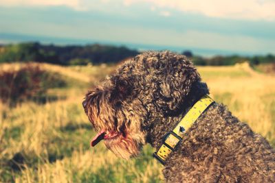 Side view of poodle sitting on field