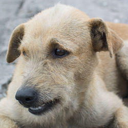 Close-up portrait of a dog