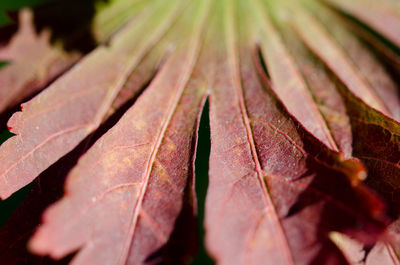 Close-up of dry maple leaf