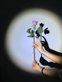 Cropped hands holding purple rose against shadow on wall