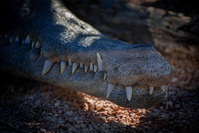 Close-up of crocodile