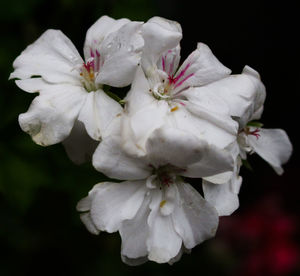 Close-up of white flowers