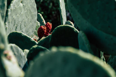 Close-up of strawberry growing on plant