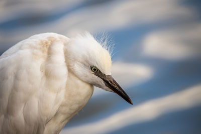 Close-up of seagull