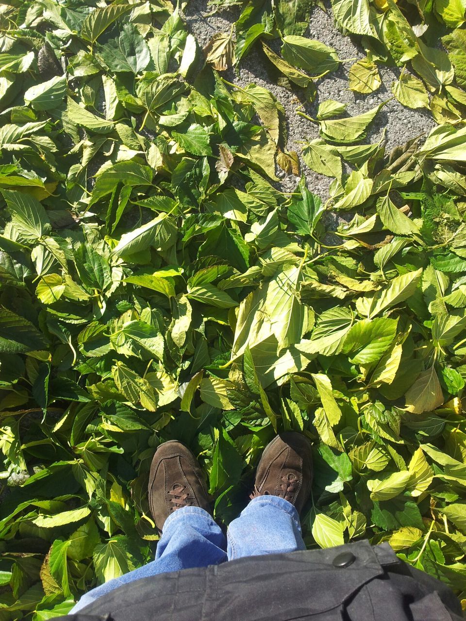 low section, person, personal perspective, shoe, green color, leaf, lifestyles, standing, human foot, leisure activity, growth, men, plant, high angle view, footwear, nature, jeans