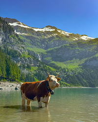 Cow standing in lake
