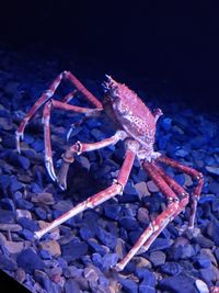 Close-up of crab in sea