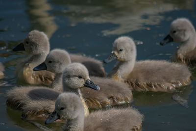 Swans and ducks swimming in lake