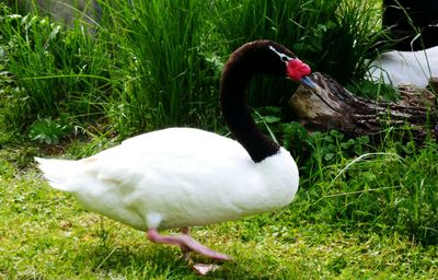 Close-up of swan on field