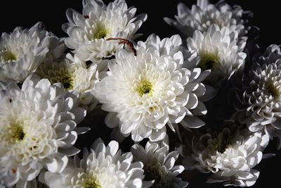 Close-up of flowers