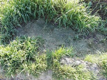 High angle view of grass growing on land