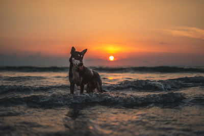 Dog standing at beach during sunset