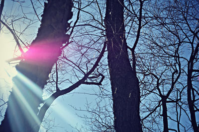 Low angle view of bare trees against sky