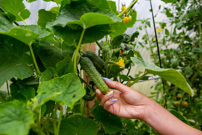 Cropped hand of man holding plant