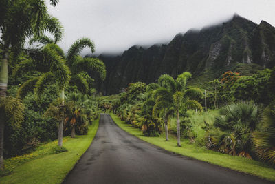 Road amidst trees and plants against sky