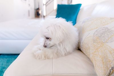 White dog lying on sofa at home