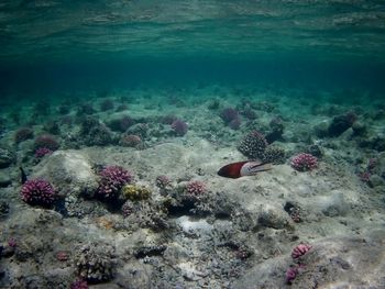 View of fish swimming in sea