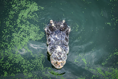 High angle view of crocodile in zoo