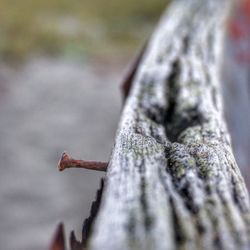 Close-up of wood