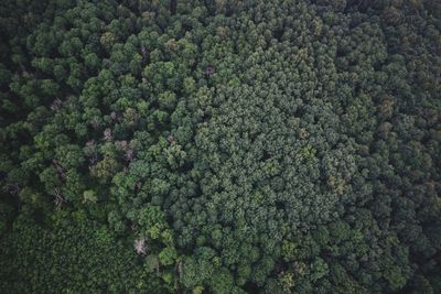 Full frame shot of plants