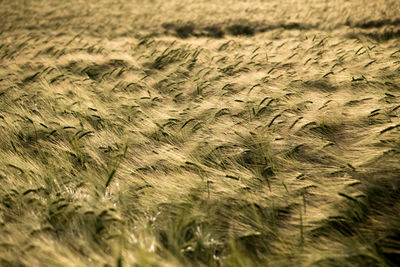 Full frame shot of crops on field