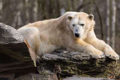 Lion sitting on wood