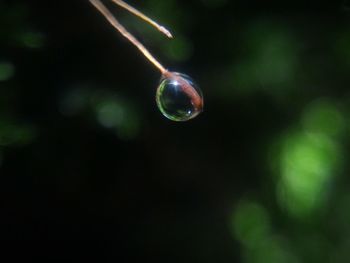 Close-up of plant against blurred background