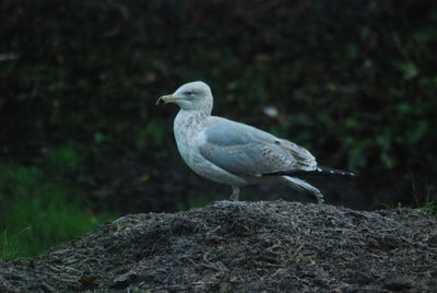 Close-up of bird perching on rock