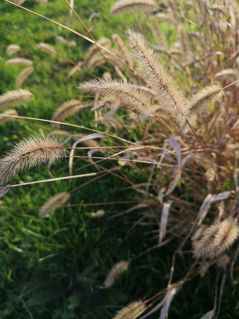 CLOSE-UP OF A DRY GRASS ON FIELD