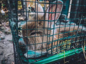 Close-up of cat in cage