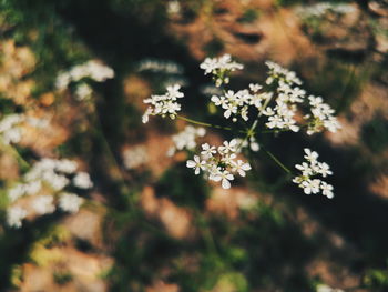 Close-up of white flowering tree