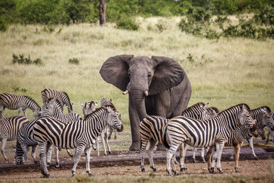Zebras on field