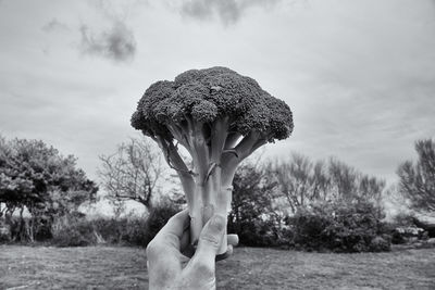 Cropped hand holding broccoli against sky