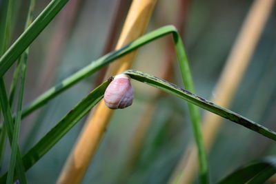 Close-up of bud growing outdoors