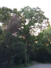 Trees in forest