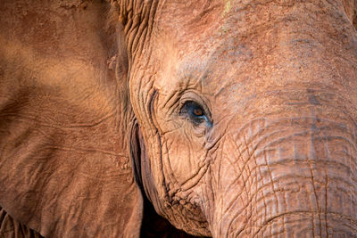 Close-up of elephant