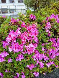 Close-up of pink flowering plants